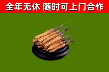 天河区回收散虫草