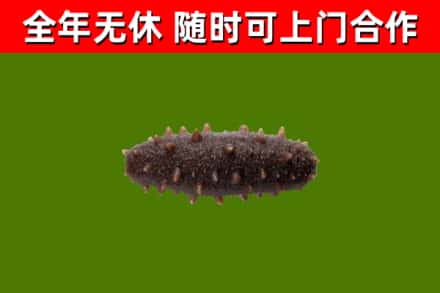 天河区回收海参干